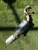 2004-2008 Lexus RX330 Rear Used OEM Exhaust Muffler