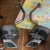 Lexus IS350 Used OEM Exhaust Muffler