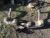 2012 Porsche Boxster Left & Right Rear Used OEM Exhaust Muffler