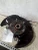 2016-2022 Acura ILX Front Left/Driver Used OEM Steering Knuckle Spindle