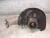 2018 Audi SQ5 Front Right/Passenger Used OEM Steering Knuckle Spindle