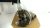 2017 BMW 740i Front Right/Passenger Used OEM Steering Knuckle Spindle