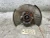 2024 Cadillac XT5 Front Right/Passenger Used OEM Steering Knuckle Spindle