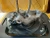 2010-2012 Cadillac SRX Rear Right/Passenger FWD With Hub Used OEM Steering Knuckle Spindle