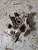 2003 Cadillac CTS Rear Left/Driver Used OEM Steering Knuckle Spindle