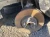 2010-2014 Cadillac SRX Front Left/Driver Used OEM Steering Knuckle Spindle