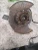 2020 Chevrolet Traverse 4508887 Front Right/Passenger Used OEM Steering Knuckle Spindle