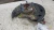 2018 Chevrolet Equinox Front Right/Passenger Used OEM Steering Knuckle Spindle