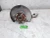 2019 Chevrolet Left/Driver Used OEM Steering Knuckle Spindle