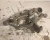 2004-2008 Chrysler Pacifica 04743251AA Rear Left/Driver Used OEM Steering Knuckle Spindle