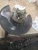 2012 Honda Pilot 4419301 Front Right/Passenger Used OEM Steering Knuckle Spindle