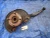 1996-2000 Honda Civic Front Right/Passenger With Hub Used OEM Steering Knuckle Spindle