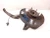 2010-2015 Honda Crosstour Front Right/Passenger With Hub With Bearing Used OEM Steering Knuckle Spindle