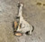 2004-2005 Ford Truck F-150 Front 3.55 Ratio Used OEM Front Differential Carriers used OEM front differential carrier assembly