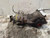 2008-2013 Nissan Rogue Rear Axle AWD 5.173 Rt Used OEM Rear Differential Carriers used OEM rear differential carrier assembly