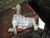 2005-2019 Nissan Frontier 6 Cyl Front Carrier 3.13 Ratio Used OEM Front Differential Carriers used OEM front differential