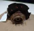 2006-2014 Kia Sedona Front Right/Passenger ABS Used OEM Steering Knuckle Spindle