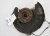 2012-2015 Land Rover Range Rover Evoque Left/Driver With Hub Used OEM Steering Knuckle Spindle
