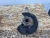 2015-2024 Lexus RC350 Front Right/Passenger RWD With Hub Used OEM Steering Knuckle Spindle