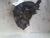 2011 Lexus ES350 Front Left/Driver Used OEM Steering Knuckle Spindle
