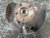 2019-2023 Lexus UX250h Front Left/Driver Used OEM Steering Knuckle Spindle