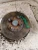 1995-1997 Mazda MX-5 Miata 4246127 Front Left/Driver Used OEM Steering Knuckle Spindle