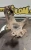 2005-2006 Mazda Mazda3 1427822 Front Right/Passenger ABS Used OEM Steering Knuckle Spindle