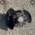 2001-2009 Mercedes-Benz C-Class Front Left/Driver RWD Used OEM Steering Knuckle Spindle