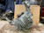 2009 13 C6 Corvette A/T, Rear , Opt. GU2, 2.73 Used OEM Rear Differential Carriers used OEM rear differential carrier