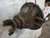127603 Eaton RS404 Rear Carrier 3.35 Ratio 41 Spline (11923571 Used OEM Rear Differential Carriers used OEM rear differential