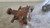 2015-2023 Ford Mustang 5.0L Gas Rear Carrier , 3.73 Ratio W Used OEM Rear Differential Carriers used OEM rear differential