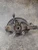 2004-2008 Nissan Maxima Front Left/Driver Used OEM Steering Knuckle Spindle