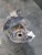 2022 Nissan Rogue 4354373 Front Right/Passenger Used OEM Steering Knuckle Spindle
