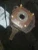 2007-2012 Nissan Sentra 1993861 Front Right/Passenger Used OEM Steering Knuckle Spindle