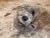 Nissan Front Used OEM Steering Knuckle Spindle