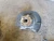 2015-2020 Nissan Murano 2331175 Front Right/Passenger Used OEM Steering Knuckle Spindle