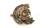 1986-1991 Oldsmobile Eighty Eight Front Right/Passenger With Hub Used OEM Steering Knuckle Spindle