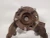 1991-1995 Pontiac Grand Am 1973699 Front Left/Driver Used OEM Steering Knuckle Spindle