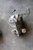 Carrier/Differential Infiniti Q60 21 Used OEM Differentials & Carriers used OEM differential carrier assembly