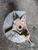 2014-2016 Subaru Impreza Front Left/Driver Used OEM Steering Knuckle Spindle