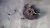 2014-2017 Subaru Forester Front Right/Passenger ABS Used OEM Steering Knuckle Spindle