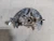 2023-2025 Subaru Ascent Front Left/Driver Used OEM Steering Knuckle Spindle