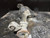2004-2014 Nissan Titan Front Carrier/Differential (2.937 Ratio) Used OEM Front Differential Carriers used OEM front