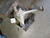 2003-2006 Porsche Cayenne Front W/O Turbo Used OEM Front Differential Carriers used OEM front differential carrier assembly