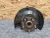 1995-1999 Toyota Avalon Front Right/Passenger Used OEM Steering Knuckle Spindle