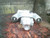 2023-2024 Honda HR-V Crv AWD Rear Carrier Used OEM Rear Differential Carriers used OEM rear differential carrier assembly