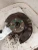 2019-2025 Toyota Corolla 4195275 Front Left/Driver Used OEM Steering Knuckle Spindle