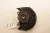 2012-2022 Volkswagen Passat 561407255 Front Left/Driver With Hub Used OEM Steering Knuckle Spindle