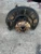 2013 Volkswagen Jetta Front Right/Passenger Hybrid Used OEM Steering Knuckle Spindle