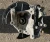 2019-2025 Volvo XC40 Rear Right/Passenger With Bearing Used OEM Steering Knuckle Spindle